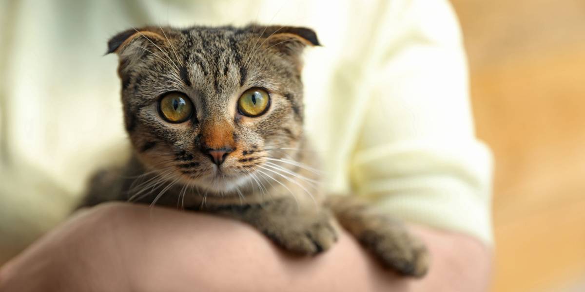 Uma imagem mostrando um gato Scottish Fold, conhecido por suas distintas orelhas dobradas e aparência única.