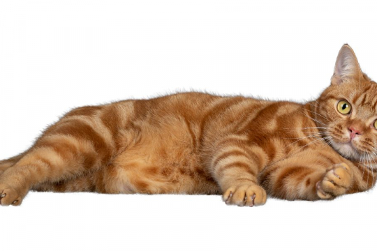 O que você pode dar a um gato para dores de estômago?