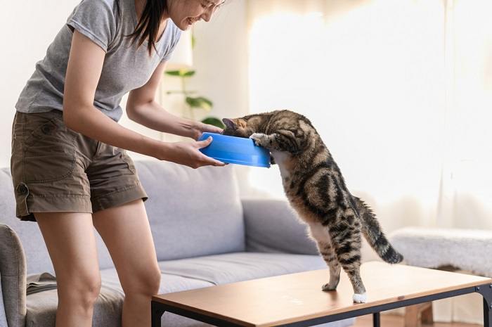 Uma mulher e um gato comendo juntos, ilustrando o vínculo entre um gato e seu cuidador durante as refeições.