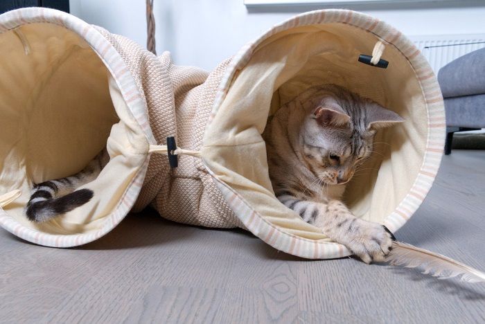 Gato manchado de prata de Bengala brinca no túnel