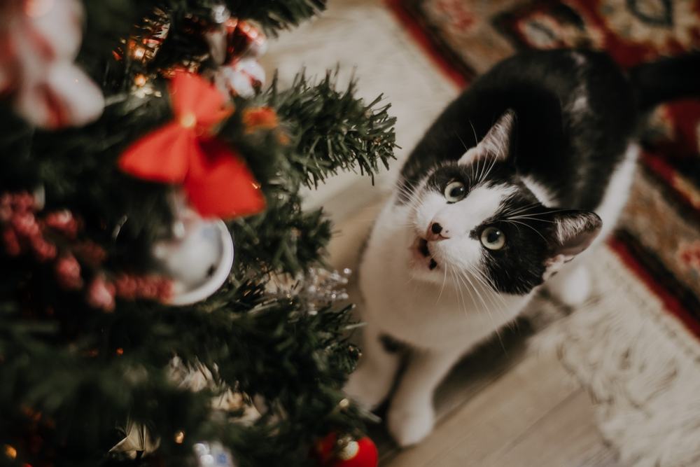 Gato preto e branco olhando para uma árvore de Natal decorada