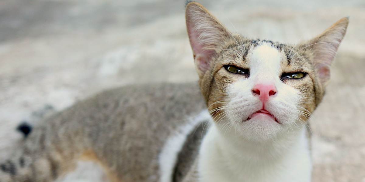 Uma imagem abordando a presença da infecção por Bordetella em gatos