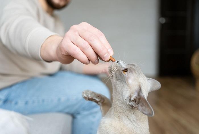 Gato birmanês recebe guloseimas