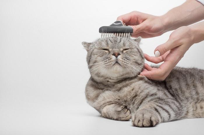 Um gato escocês com um padrão de pelagem distinto sendo meticulosamente preparado.