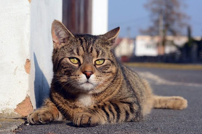 Lindo gato cinza deitado na rua