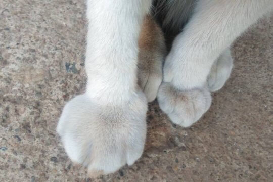 Como tratar um gato com a pata inchada