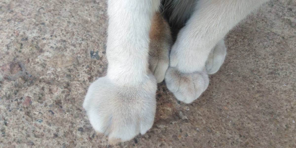 Gatinho com pata direita inchada