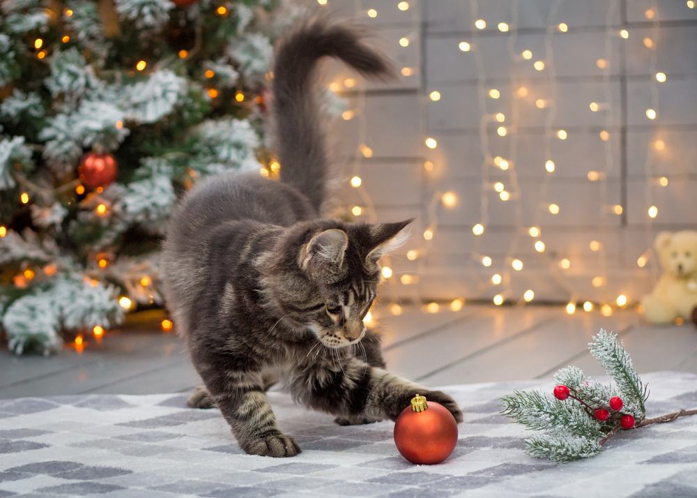 Gatinho Maine Coon batendo em um enfeite de Natal em frente a uma árvore de Natal