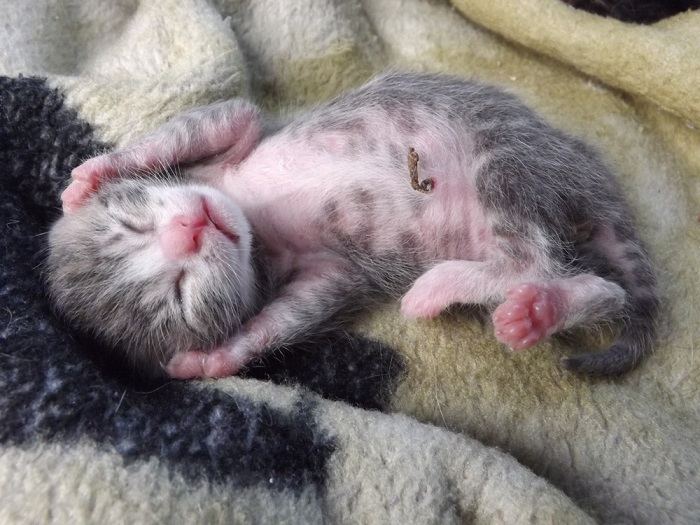 Umbilical de gatinho neonatal