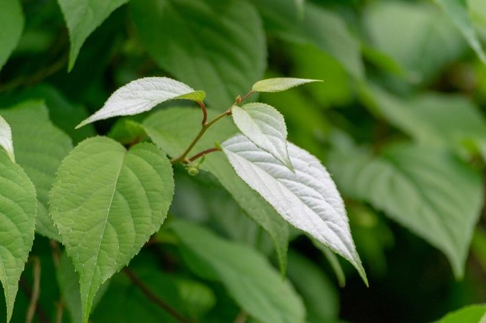 Uma fotografia em close de um galho de planta silvervine.