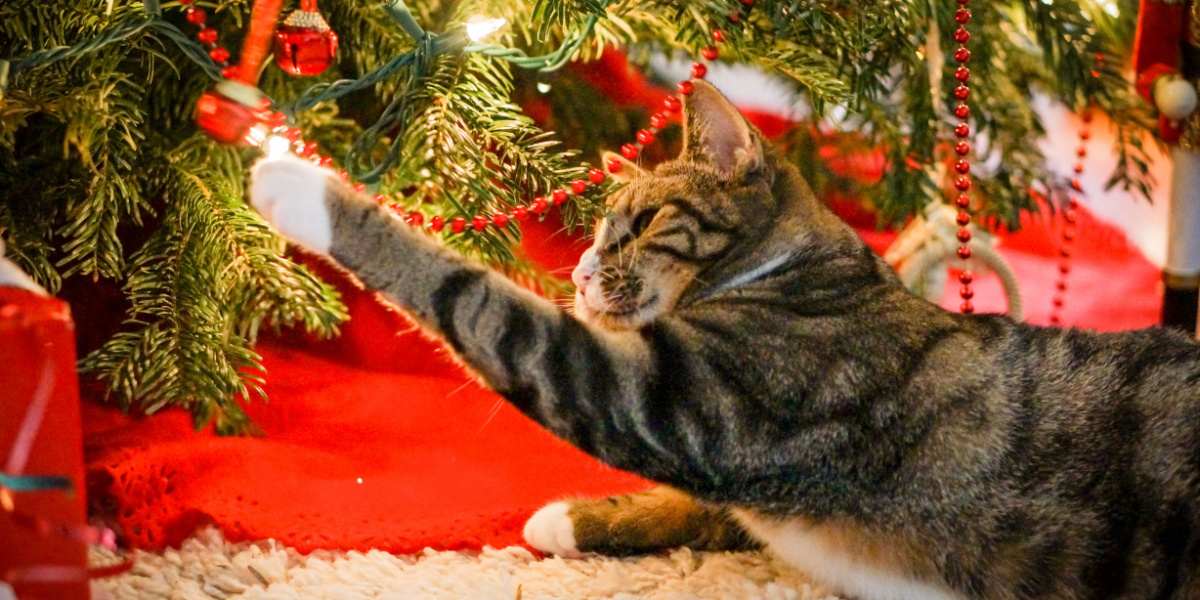 Gato malhado batendo em um sino pendurado debaixo da árvore de Natal