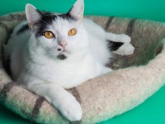 White and black cat in a compressed image, displaying a classic and contrasting coat.