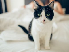 Beautiful black and white cat looking directly at the camera in a compressed image, capturing its striking and captivating gaze