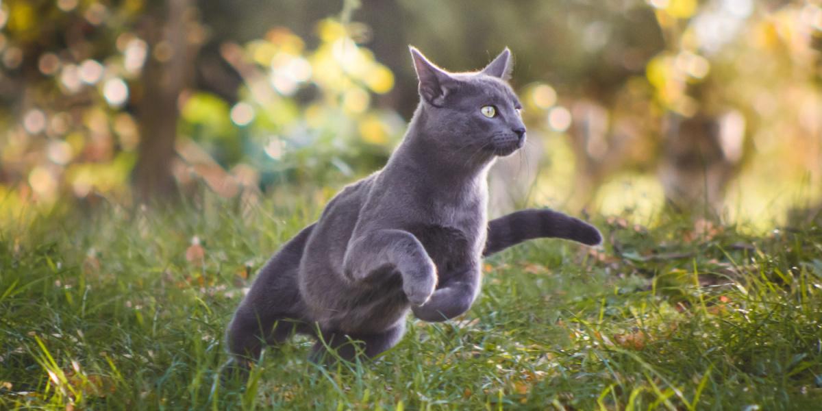 Um gato azul russo correndo energicamente.