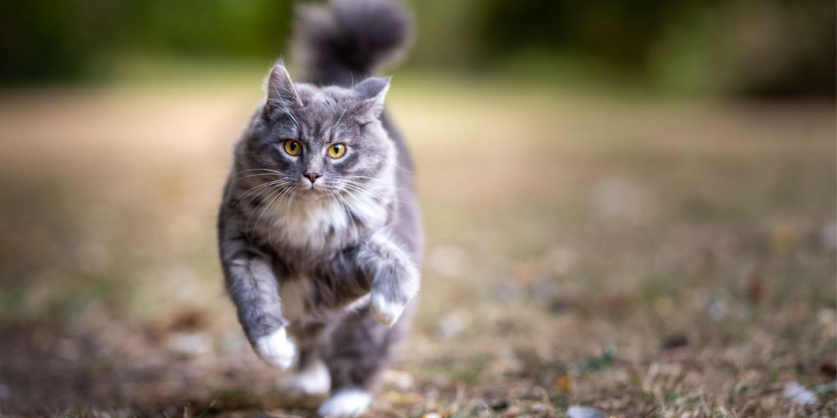 Uma imagem que captura a energia e o entusiasmo de um gato malhado azul em movimento