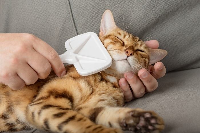 Uma pessoa escovando suavemente o pelo de um gato satisfeito.