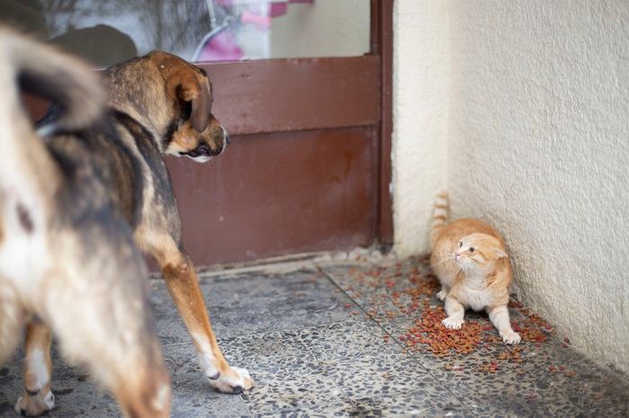 Uma imagem cativante que captura o companheirismo entre um gato e um cachorro.