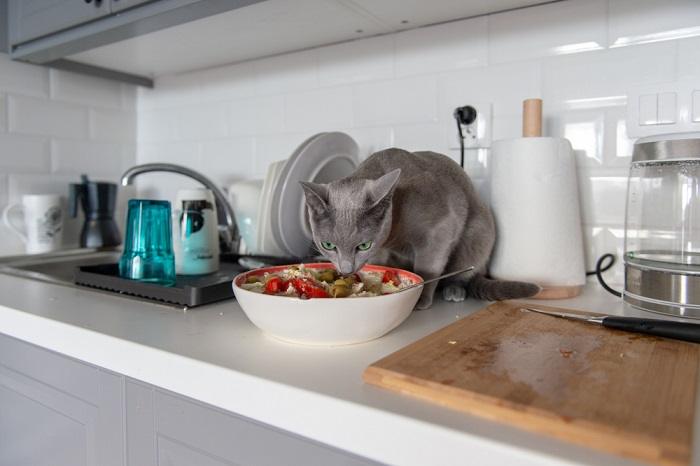 gato comendo azeitonas na salada