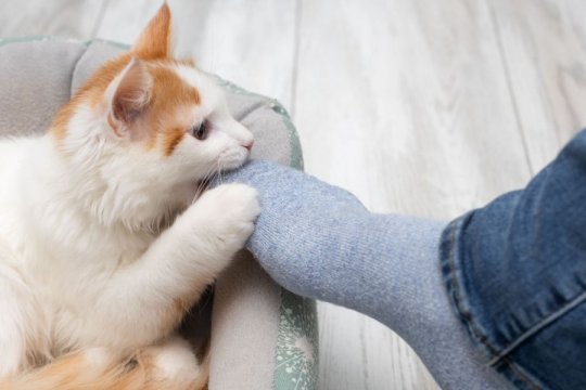 Por que meu gato morde meus pés?