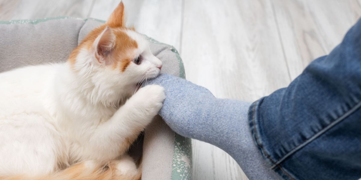 Gato mordendo pés de brincadeira.