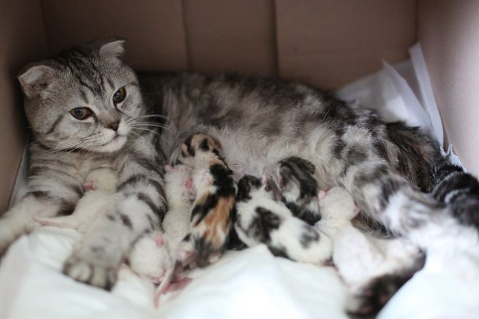 Uma gata amamentando seus gatinhos, destacando o cuidado maternal e o comportamento carinhoso das mães felinas.