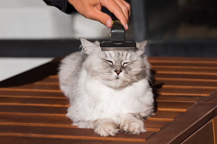 Um gato adorável com pêlo branco e marrom fofo sendo escovado suavemente por uma pessoa.