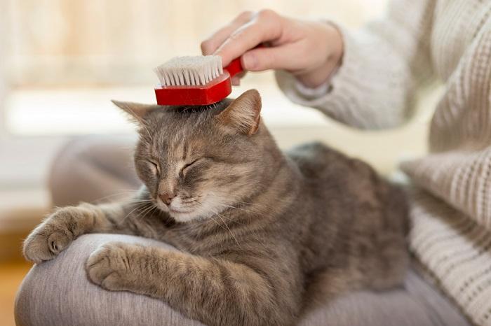 Uma imagem em close de um gato cinza sereno sendo tocado por uma mão humana.