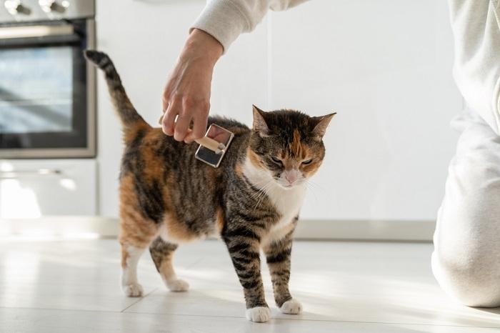 Um momento carinhoso capturado na imagem, onde uma pessoa escova suavemente o pelo de um fofo gato malhado laranja.