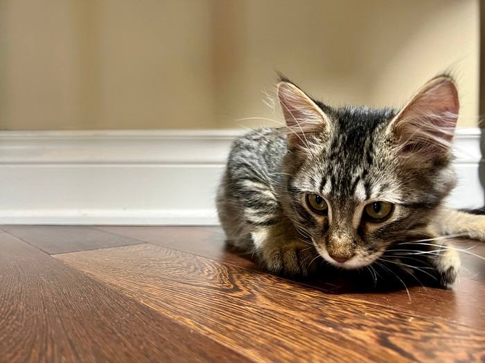 Gato atento com uma única orelha levantada, demonstrando curiosidade. A imagem captura a postura alerta e o grande interesse do felino.