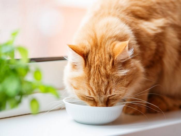 Um gato comendo, enfatizando a importância de fornecer uma nutrição adequada para a saúde e o bem-estar felino.