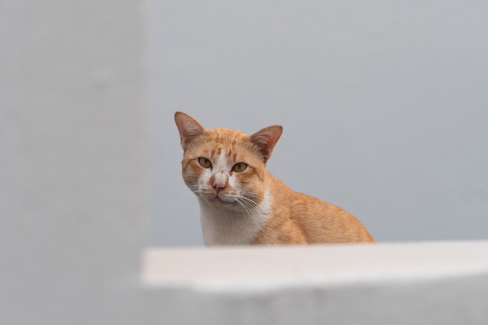 inchaço na cara de gato