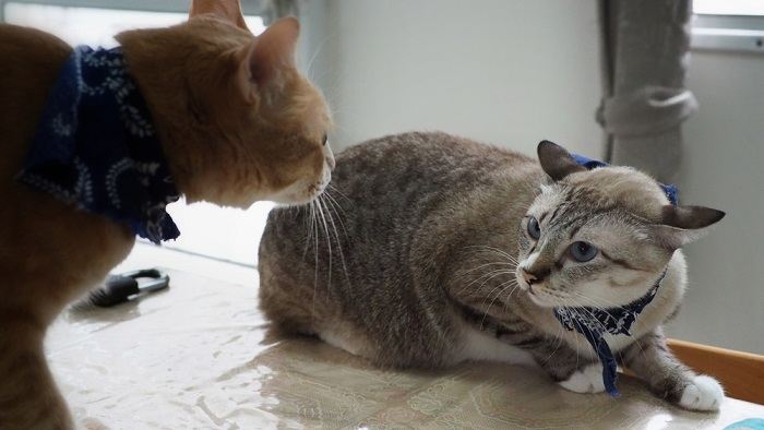 Imagem de dois gatos envolvidos em uma briga.