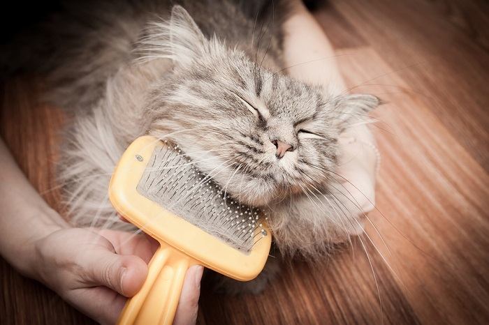 gato cinza envolvido em uma sessão de preparação.