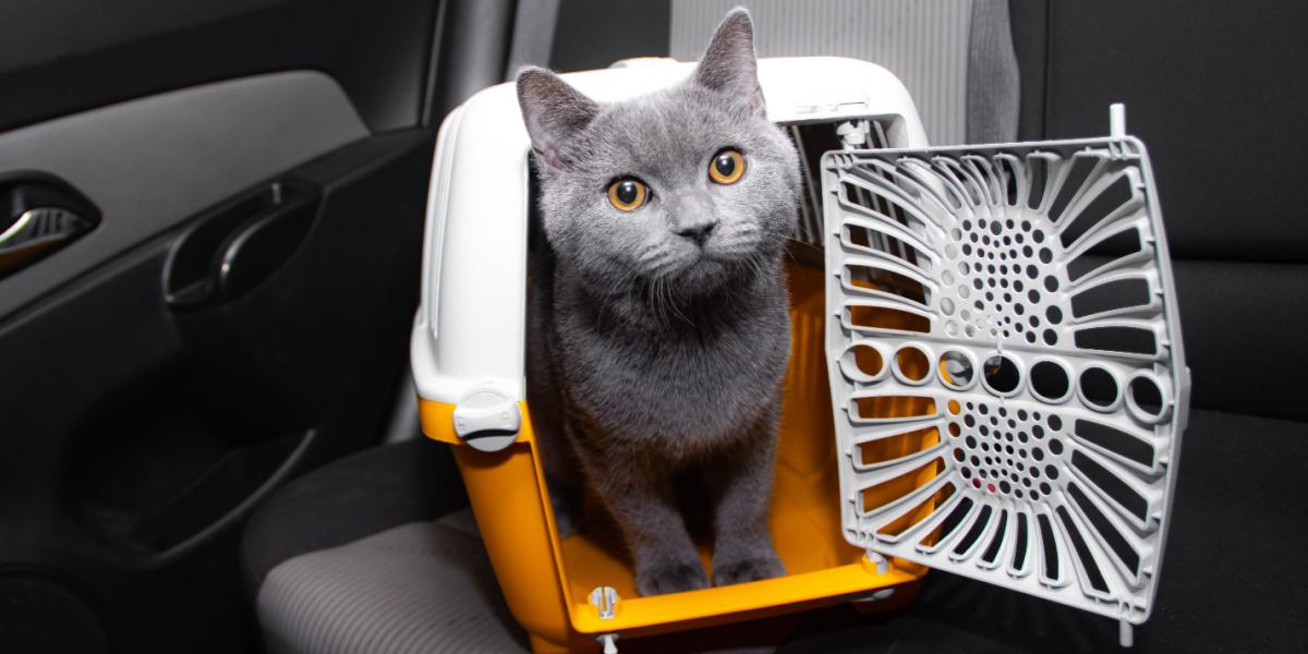 Um gato em uma transportadora, um método comum para o transporte seguro de companheiros felinos durante viagens ou visitas veterinárias.