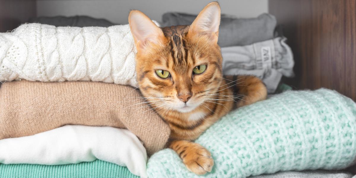 Uma imagem de um gato confortavelmente aninhado dentro de um armário. A cena captura a escolha aconchegante do refúgio do gato, ressaltando sua tendência de procurar locais confortáveis ​​e seguros para relaxar.