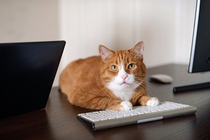 Curiosidade felina em exibição quando um gato ocupa com confiança um conjunto de teclados de computador.