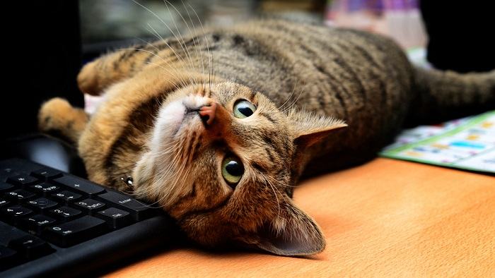 Gato brincalhão imerso em uma selva de teclados de computador, enfatizando ainda mais sua afinidade com locais de descanso não convencionais.