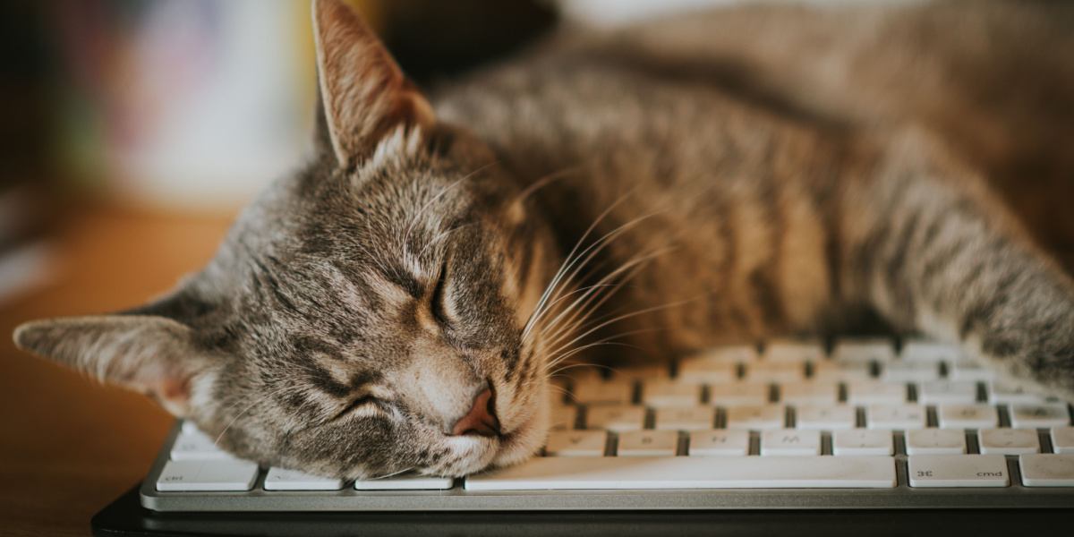 Cena divertida com um gato travesso aninhado entre teclados de computador.