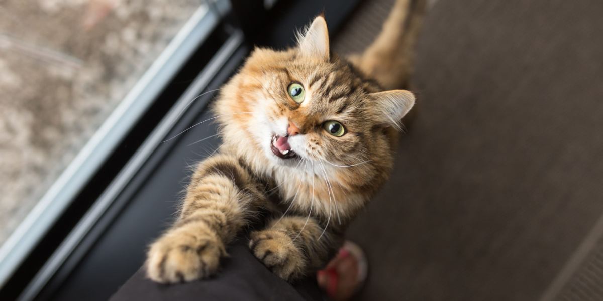 A imagem captura um gato confortavelmente situado entre as pernas de uma pessoa, apresentando um momento aconchegante e íntimo de companheirismo felino-humano.