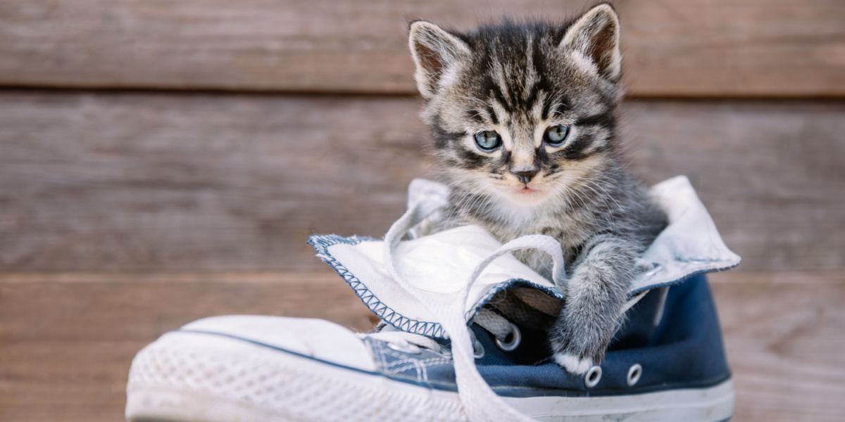 Imagem divertida de um gato explorando com curiosidade um par de sapatos.