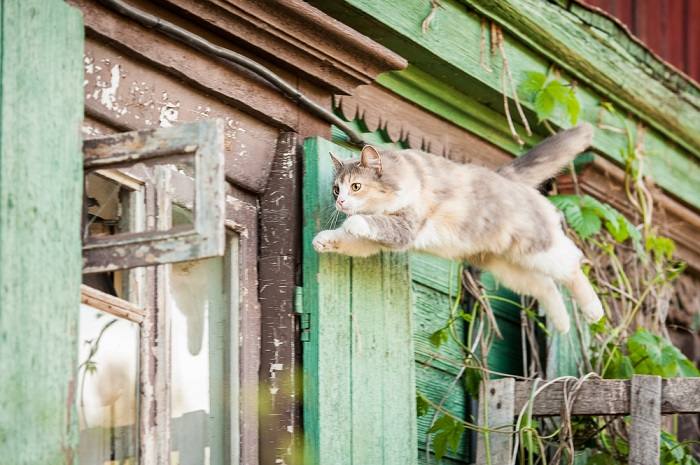 Gato no meio do salto