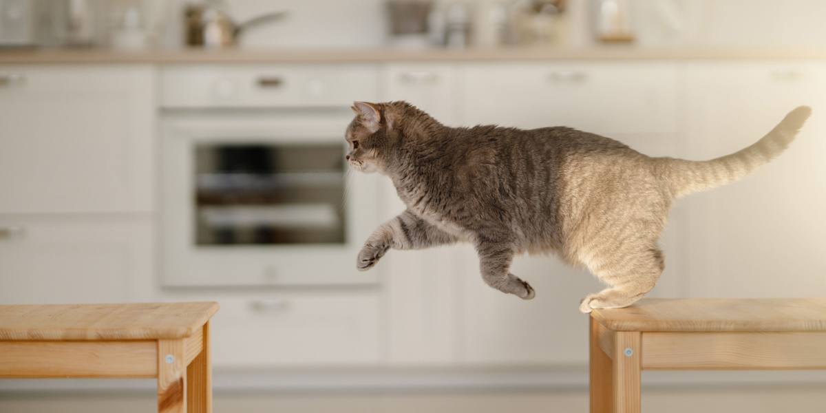 Gato pulando no ar