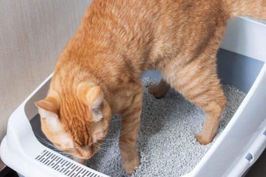 Dicas para Escolher e Posicionar a Caixa de Areia do seu Gato