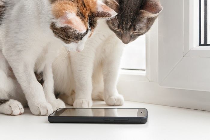 dois gatos olhando para a câmera do celular