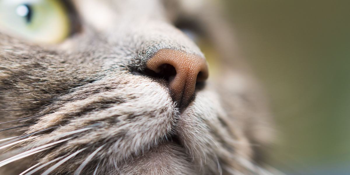 Uma imagem em close do nariz de um gato, mostrando sua textura, padrão e bigodes sensíveis únicos, que contribuem para seu olfato e exploração excepcionais