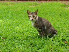 An image illustrating a cat urinating in a garden setting.