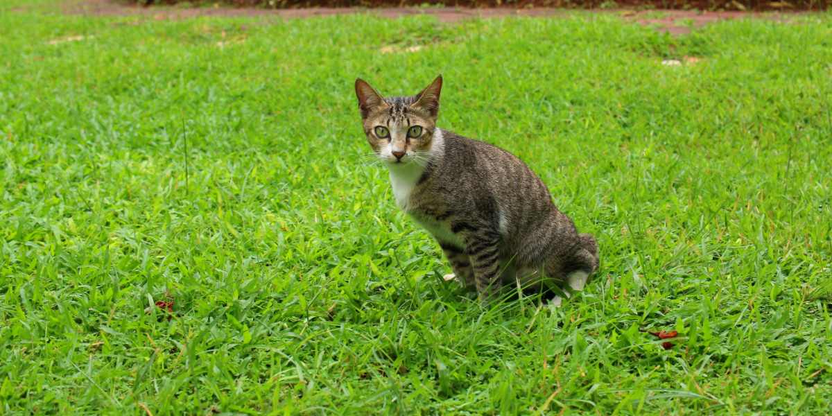 Uma imagem que ilustra um gato urinando em um jardim.