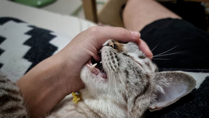 Um gato brincando e mordendo um humano, apresentando um comportamento típico de brincadeira felina.