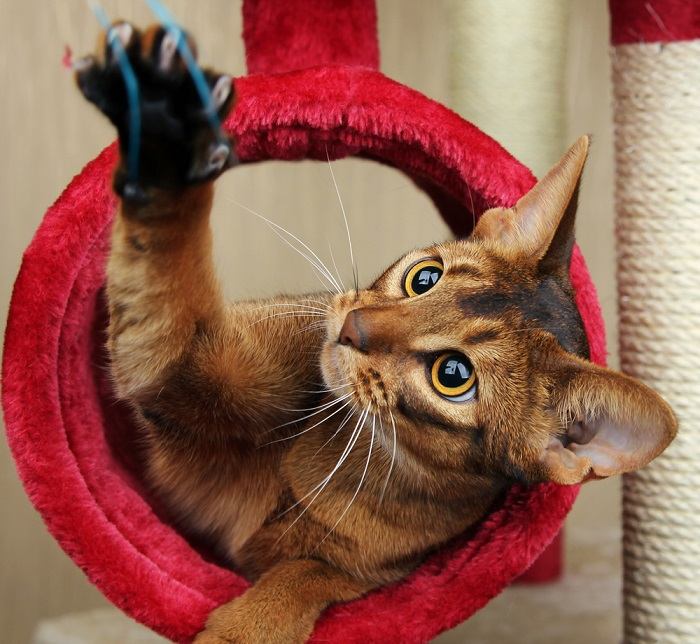 Um gato brincando, exibindo comportamento típico de brincadeira felina.