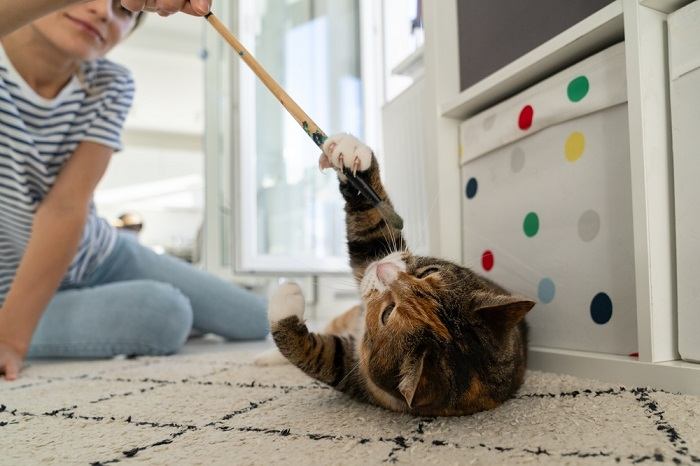 Um gato brincando com uma mulher, ilustrando uma interação interativa e lúdica entre um gato e seu cuidador.